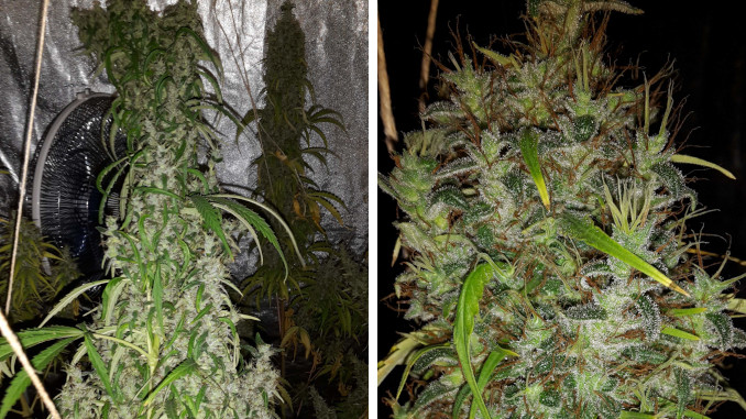 A view of a grow tent with huge foxtailing colas and a closeup of a cola with many spires