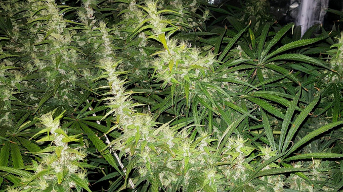 The Dr Grinspoon strain is a perfect example of genetic foxtailing