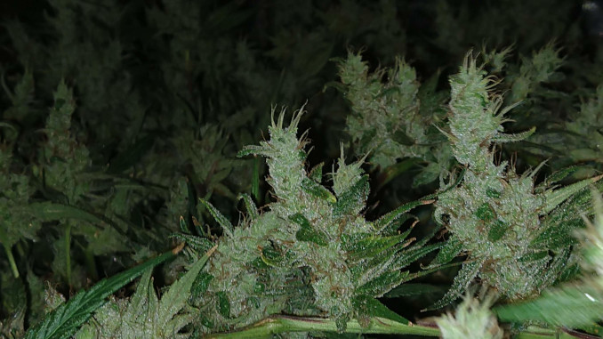 Thin tapering tops of very frosty buds