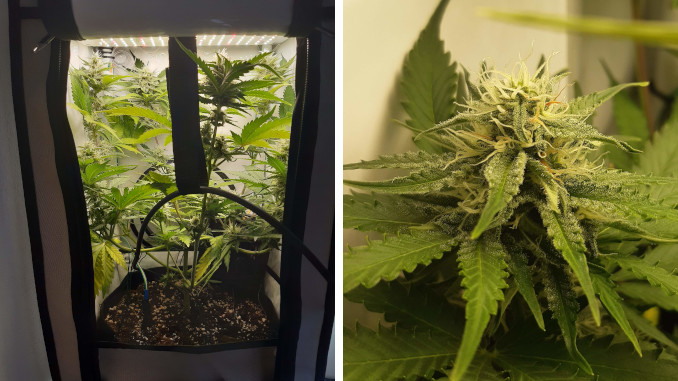 Micro cannabis grow box