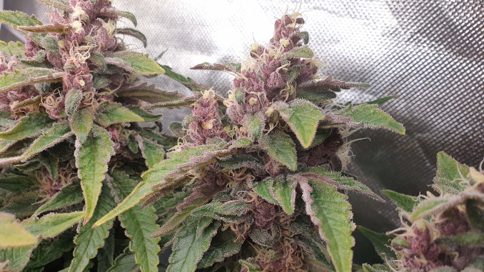 Big and lumpy purple buds before harvest