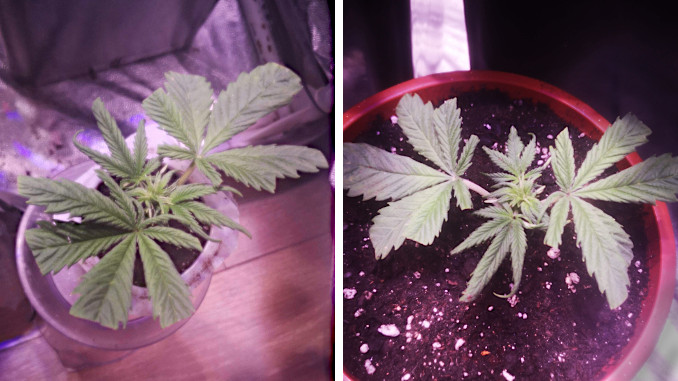 Can Autoflowering Plants be Cloned: Zkittlez Auto clone in week 6, rooted and repotted