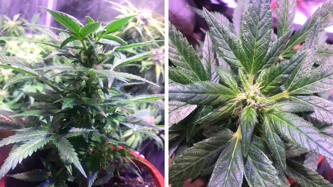 can autoflowering plants be cloned: zkittlez auto clone starts filling out in week 8