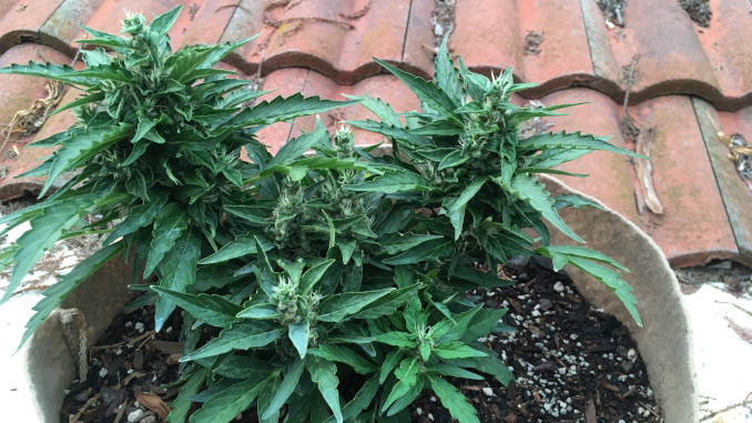 A small stunted autoflower with heat-stressed cupping leaves