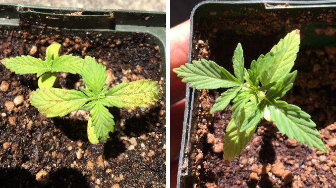 Cannabis seedlings with the yellowing of cotyledons and the first pair of true leaves due to light and heat stress