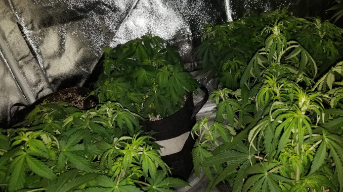 Several cannabis plants in a big grow tent with drooping leaves after the lights have been turned off