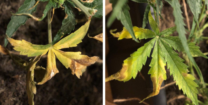Cannabis leaves getting yellow, brown, and twisted