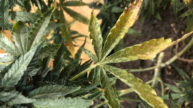 Fan leaves of cannabis yellow and dry due to heat, pests, and other problems