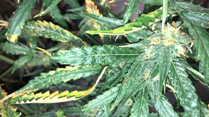A top view of flowering cannabis tops with cupping, yellow, and scorched leaves