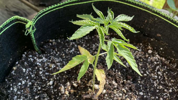 3 week old marijuana plant in a smart pot with soil and perlite
