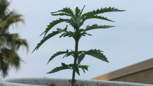A side view of a 3 week-old cannabis plant with points on edges curling up