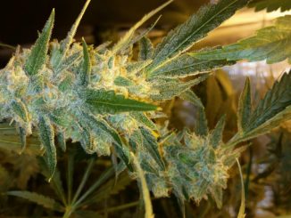 Gorilla Glue #4 Grow Journal and Week-by-Week Guide: A heavy mature weed cola bending under its own weight