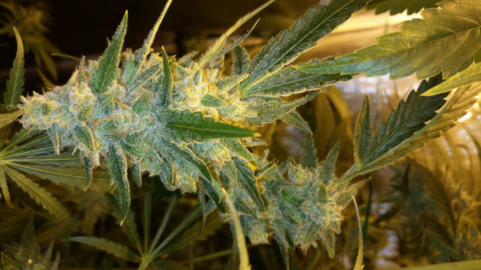 Gorilla Glue #4 Grow Journal and Week-by-Week Guide: A heavy mature weed cola bending under its own weight