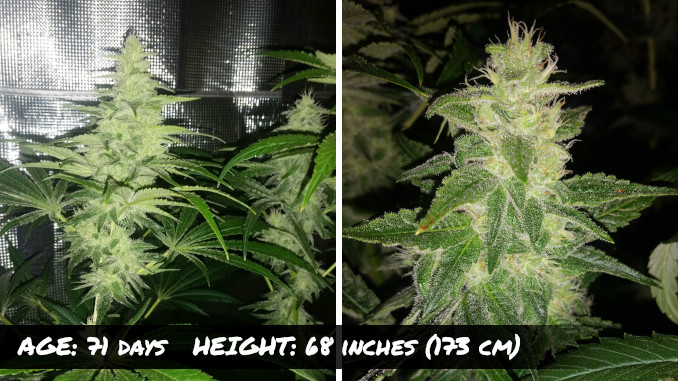 Closeups of well-stacked and resinous marijuana buds 6 weeks into flowering