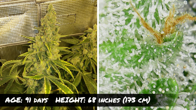 A long conical cannabis cola almost ready for harvest with yellowing edges on fan leaves and a macro shot of trichomes