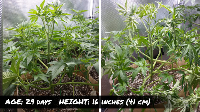 Gorilla Glue 4 at day 29, before and after another heavy defoliation