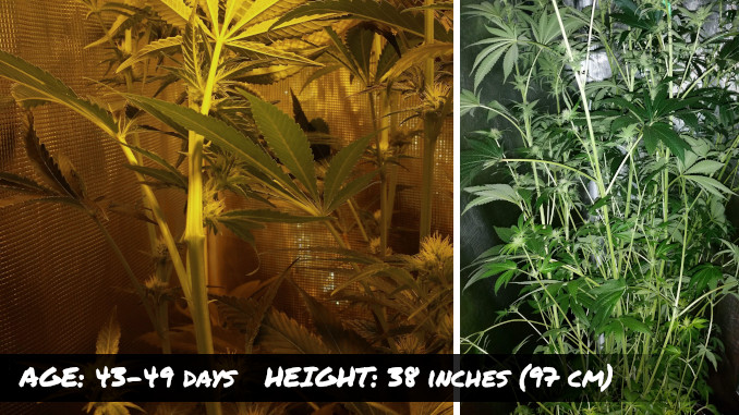 A side view of a super cropped stretchy branch and a very stetchy indoor cannabis plant 4 weeks into flowering