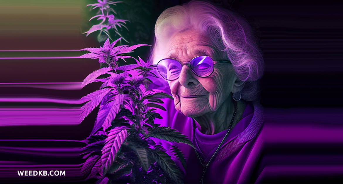 Grandmom-Purple-Cannabis