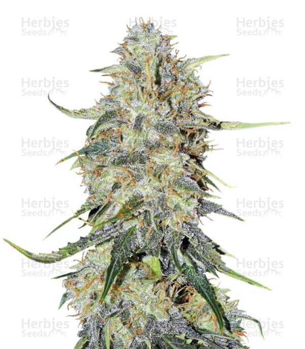 Northern Lights Autoflower (Seedstockers)