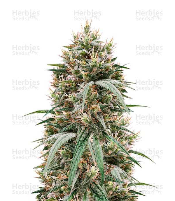 Blueberry Hill (Herbies Seeds)