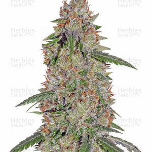 Pineapple Express (Barney's Farm)