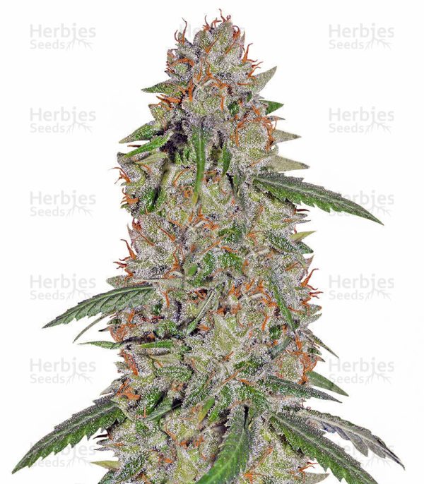 Pineapple Express (Barney's Farm)