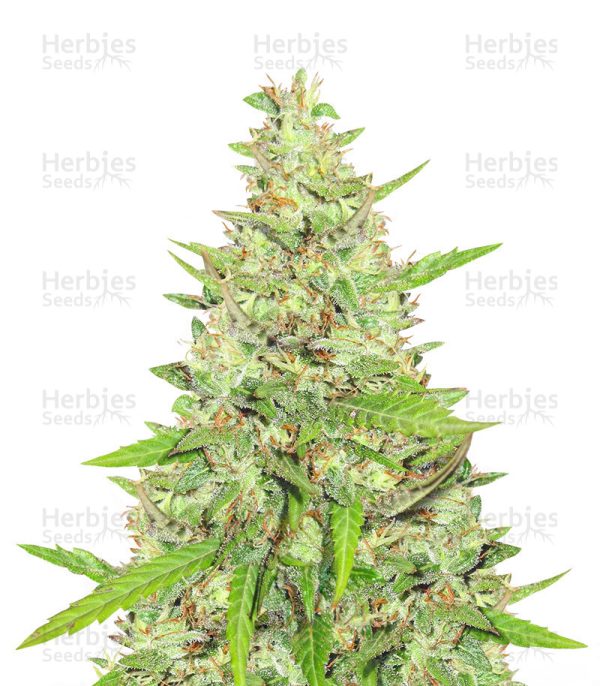 Rucu Cucu OG (Seedstockers)